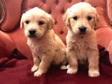 Baby Face Küt Burun Golden Bebekler