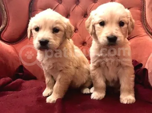 Baby Face Küt Burun Golden Bebekler