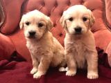 Baby Face Küt Burun Golden Bebekler