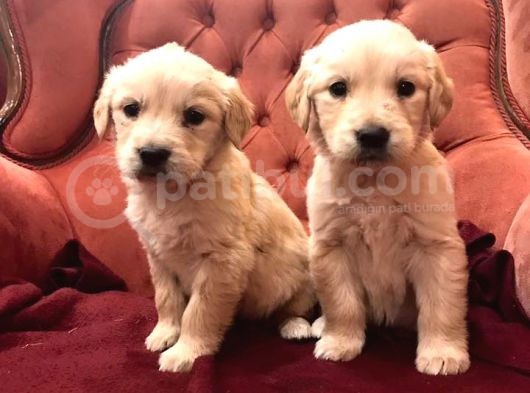 Baby Face Küt Burun Golden Bebekler görsel