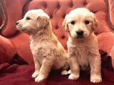 Baby Face Küt Burun Golden Bebekler