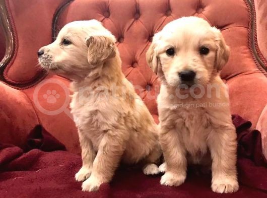 Baby Face Küt Burun Golden Bebekler görsel