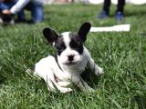 Renk Renk French Bulldog Bebekler