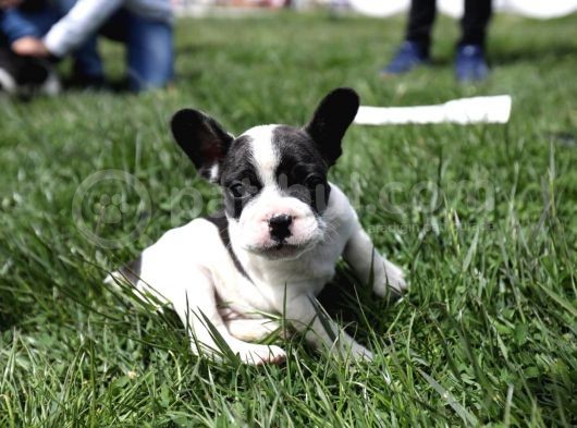 Renk Renk French Bulldog Bebekler görsel
