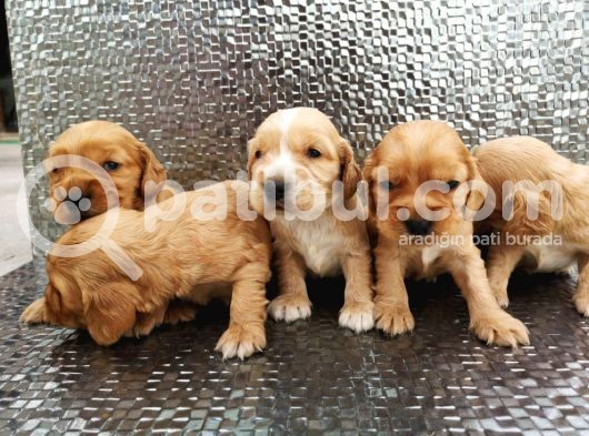 Sağlık Ve Irk Garantili Cocker Bebekler görsel