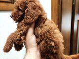 Red Brown Toy Poodle Bebekler