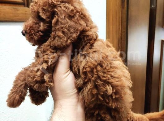 Red Brown Toy Poodle Bebekler görsel