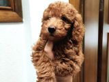 Red Brown Toy Poodle Bebekler