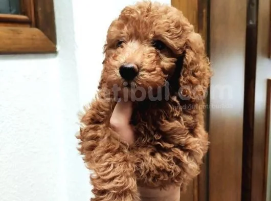 Red Brown Toy Poodle Bebekler
