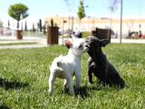 Renk Renk French Bulldog Bebekler