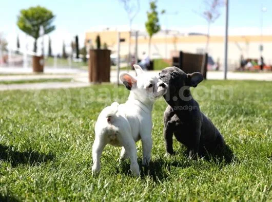 Renk Renk French Bulldog Bebekler