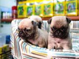 Krem Renk Pug Yavrular