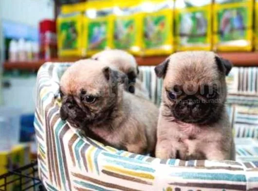 Krem Renk Pug Yavrular