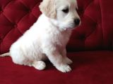 Baby Face Golden Retriever Yavrularımız