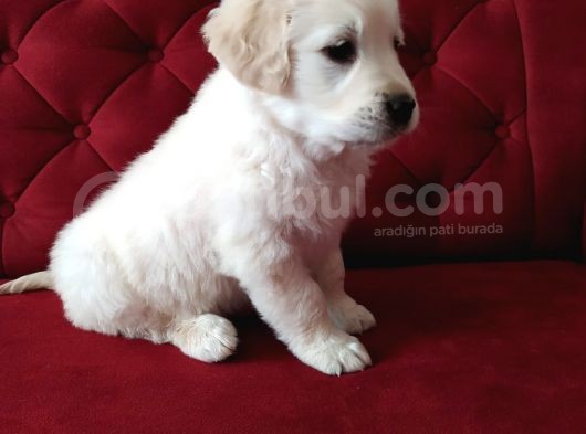 Baby Face Golden Retriever Yavrularımız görsel