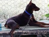 Mükemmel Kan Doberman Yavrularımız