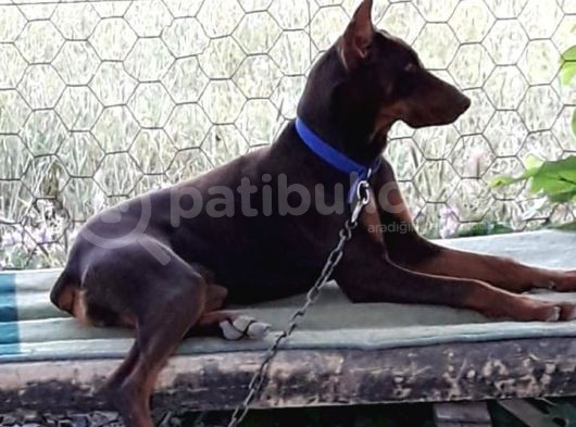 Mükemmel Kan Doberman Yavrularımız görsel