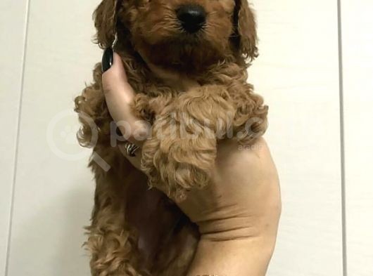 Toy Poodle Bebeklerimiz Ailelerini Bekliyor görsel