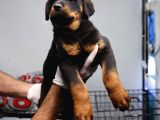 Koca Kafalı Rott Bebekler