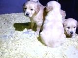 Baby Face Golden Retriever Yavrularımız