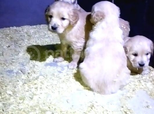 Baby Face Golden Retriever Yavrularımız görsel