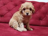 Red-Apricot-Siyah Toy Poodle Yavrularımız Yeni Ailelerini Bekliyor