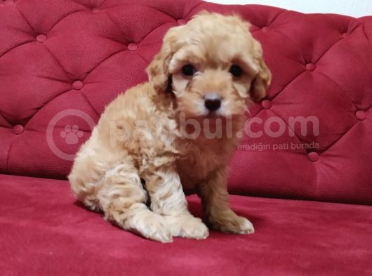 Red-Apricot-Siyah Toy Poodle Yavrularımız Yeni Ailelerini Bekliyor görsel