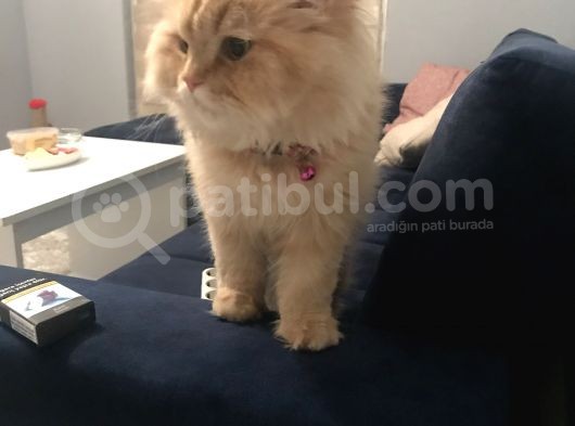 Oğlumuza Dişi Arıyoruz. görsel