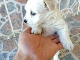 Maltese Terrier