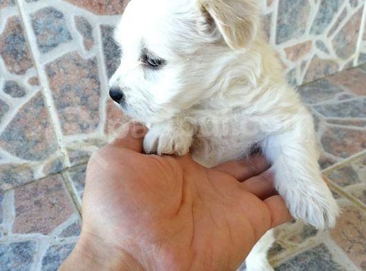 Maltese Terrier görsel