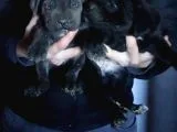 Dev İtalyan Mastiff Cane Corsa Yavrular