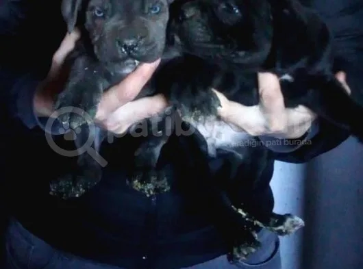 Dev İtalyan Mastiff Cane Corsa Yavrular