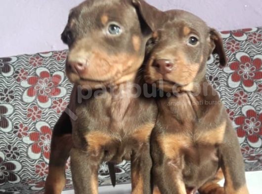 Üst Kalite Doberman Bebeklerimiz Yeni Ailelerini Bekliyor görsel