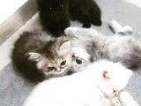 Mükemmel Kalite ChinChilla Bebeklerimiz