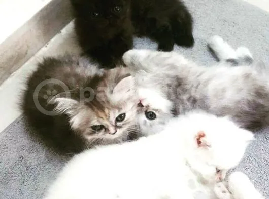 Mükemmel Kalite Chinchilla Bebeklerimiz