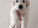 Bebek Yüz Golden Retriever Yavrularımız