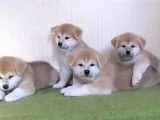 Japon Akita Yavruları