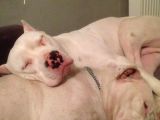 Irk Garantili Dogo Argentino