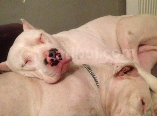 Irk Garantili Dogo Argentino görsel