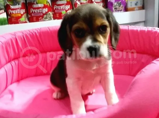 Safkan Elizabeth Beagle Bebeklerimiz