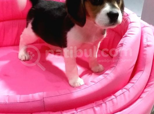 Safkan Elizabeth Beagle Bebeklerimiz görsel