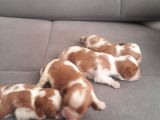 Cavalier King Bebeklerimiz Ailelerini Bekliyor
