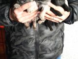 Pug Mops Bebeklerimiz Yeni Ailelerini Bekliyor