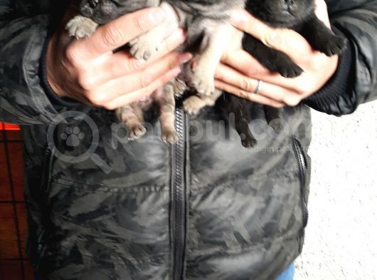 Pug Mops Bebeklerimiz Yeni Ailelerini Bekliyor görsel