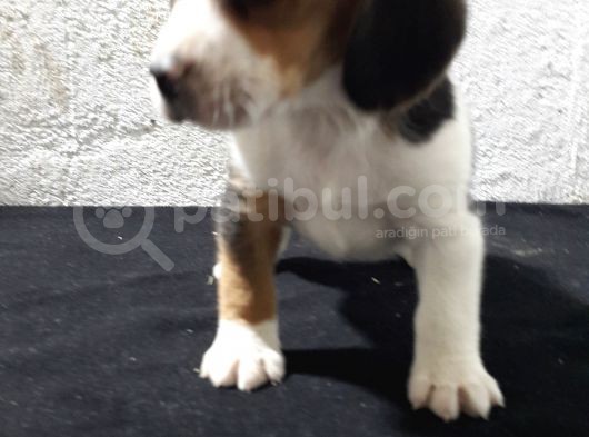 Safkan Elizabeth Beagle Bebeklerimiz görsel