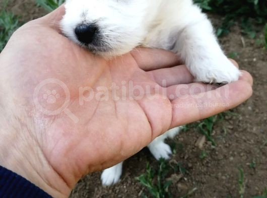 Maltese Terrier görsel