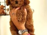 Red-Apricot-Siyah Toy Poodle Yavrularımız Yeni Ailelerini Bekliyor