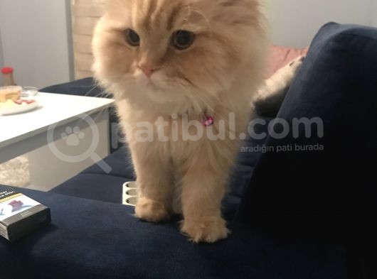 Oğlumuza Dişi Arıyoruz. görsel