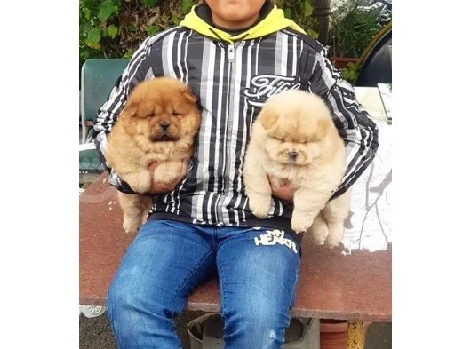 Chow Chow Yavruları