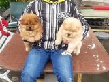 Chow Chow Yavruları